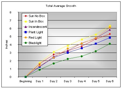 bean plant growth rate
